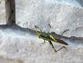 IMG_0996 grasshopper